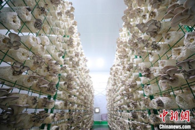 新疆托克遜縣 工廠化蘑菇種植，豐富老百姓餐桌的食用農(nóng)產(chǎn)品新力量
