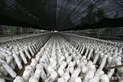 無公害綠色食用菌生產(chǎn)技術(shù) 守護(hù)舌尖上的安全與健康