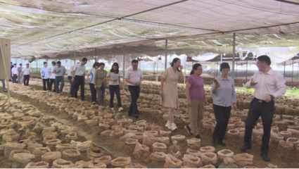 尋烏之行 專家組調(diào)研食用農(nóng)產(chǎn)品產(chǎn)業(yè)發(fā)展新路徑
